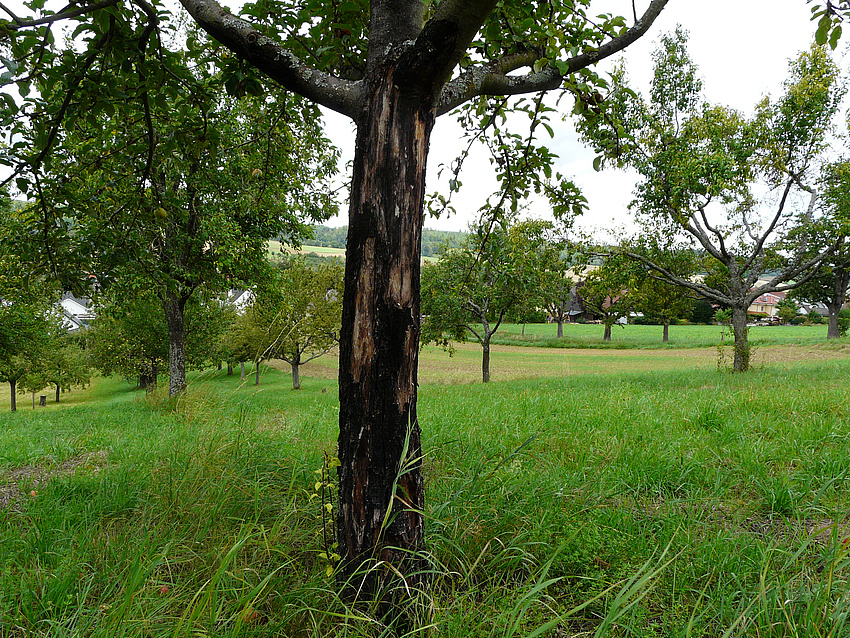 Rindenbrand an Apfelbaum (Gemarkung Glauberg)