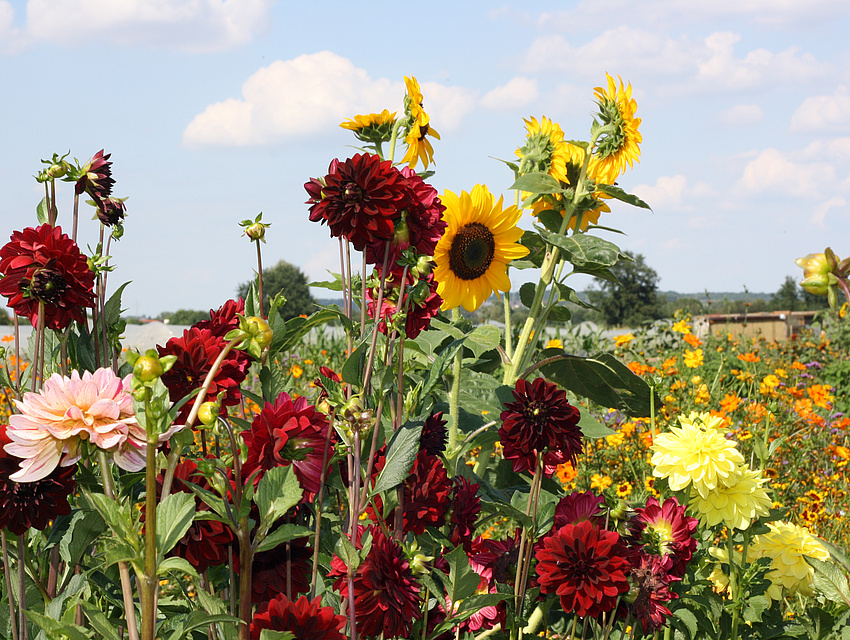Blumenfeld vom Dottenfelderhof