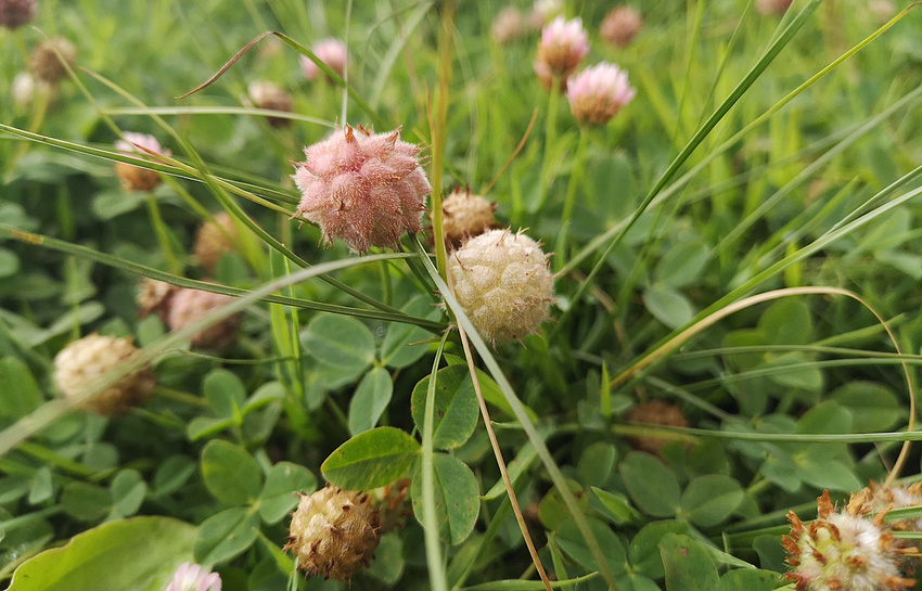 Blühende Pflanzen auf einer Wiese