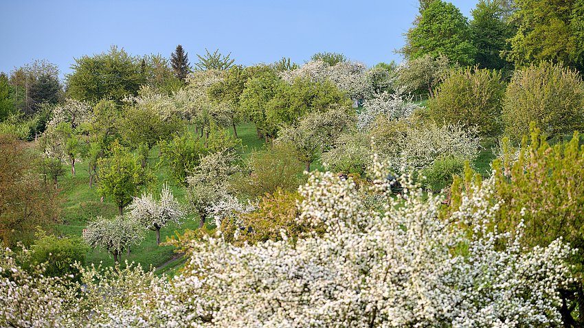 blühende Streuobstbäume