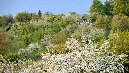 blühende Streuobstbäume
