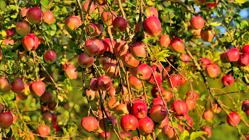 Viele rote Äpfel an einem Baum.
