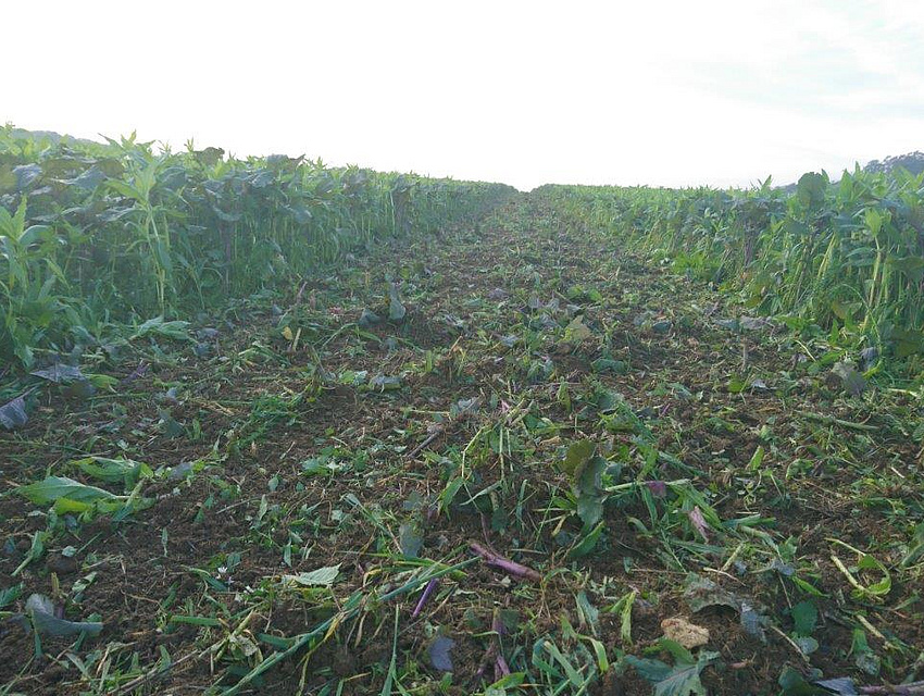 Zwischenfruchteinarbeitung auf dem Heidehof