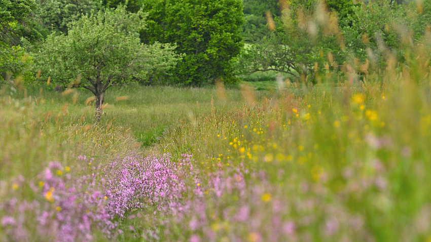 Blumenwiese im Hintergrund Bäume