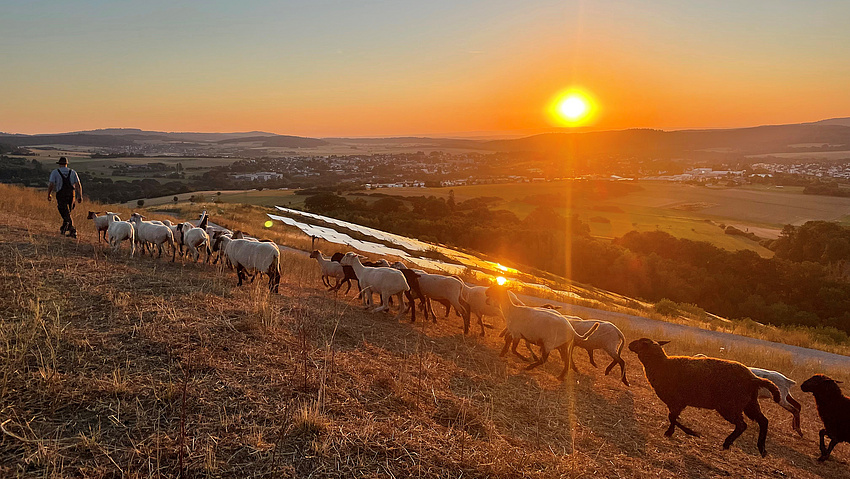 Ein Schäfer ist auf einer trockenen Wiese in der Abendsonne mit seinen Schafen unterwegs.