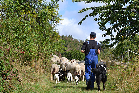 Nur gesunde Schafe sind gute Landschaftspfleger