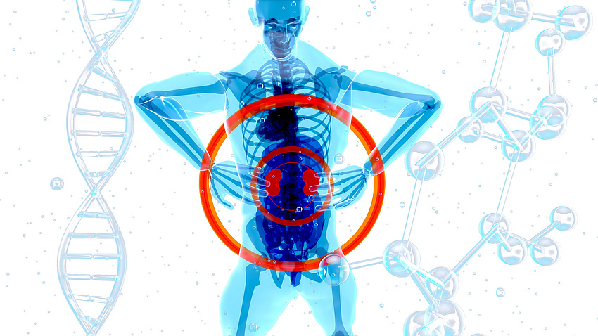 Grafik zeigt einen stilisierten Menschen und sein Skelett. Die beiden Nieren sind farblich hervorgehoben und zwei Kreise um sie gezeichnet.